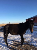 UPDATE: Missing Your Mules? Belgrade Farmer Can Help You Out